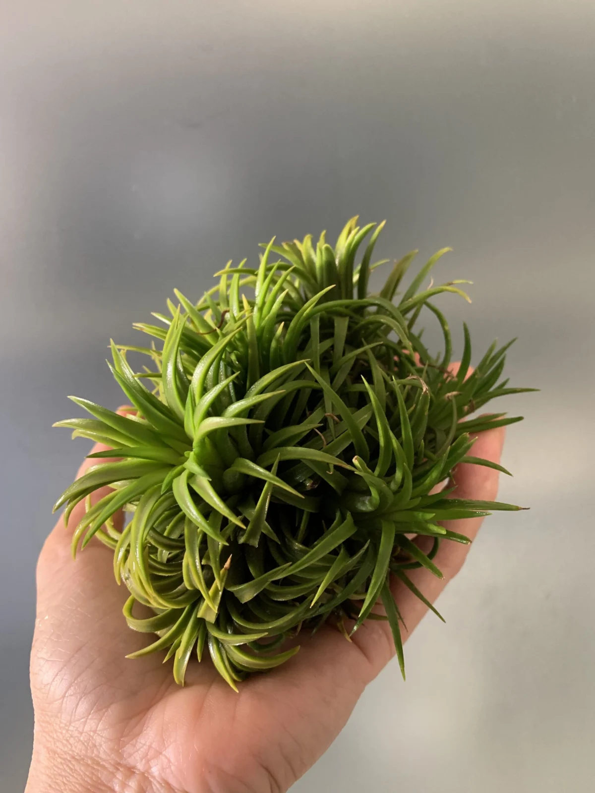 ティランジア　イオナンタ　クランプ