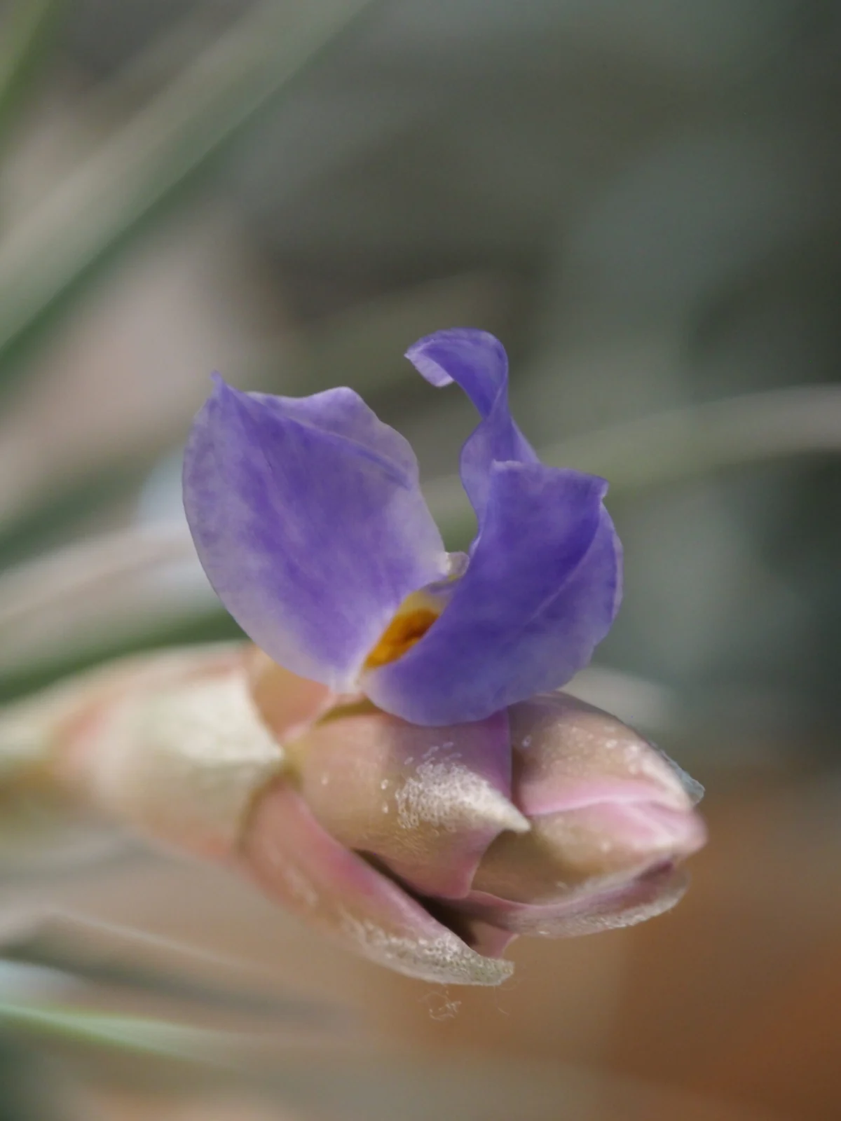 ティランジア　ベルゲリー　開花