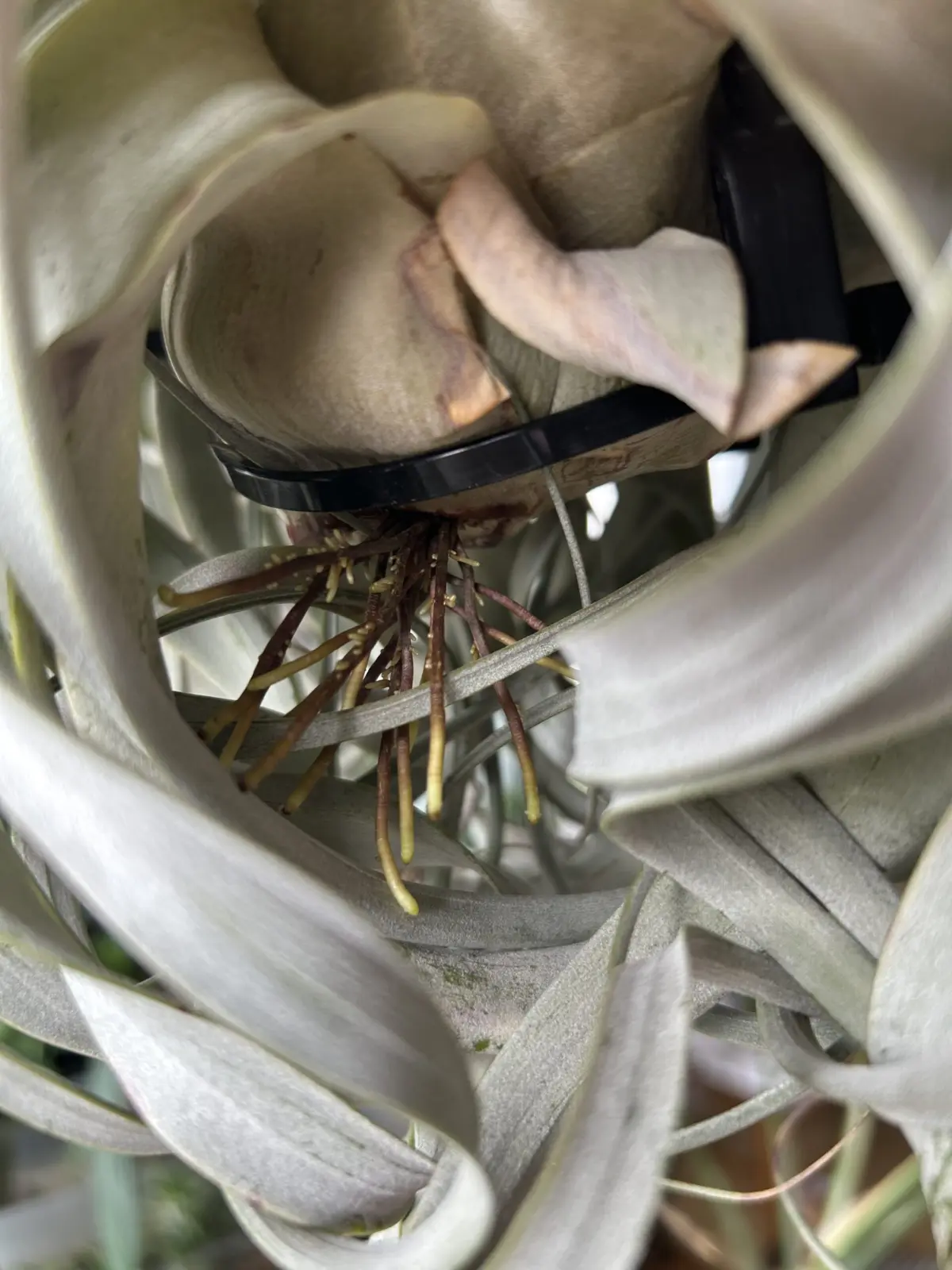 ティランジア キセログラフィカ