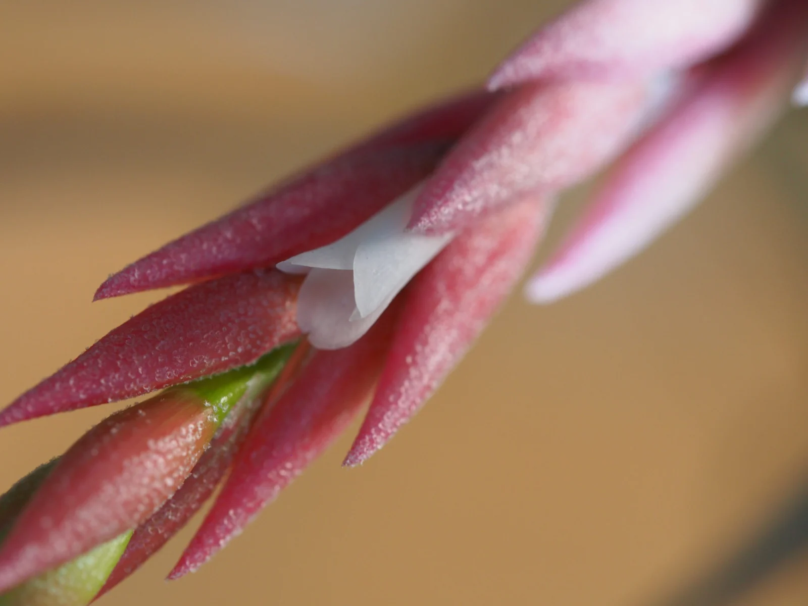 ティランジア　sp525 開花