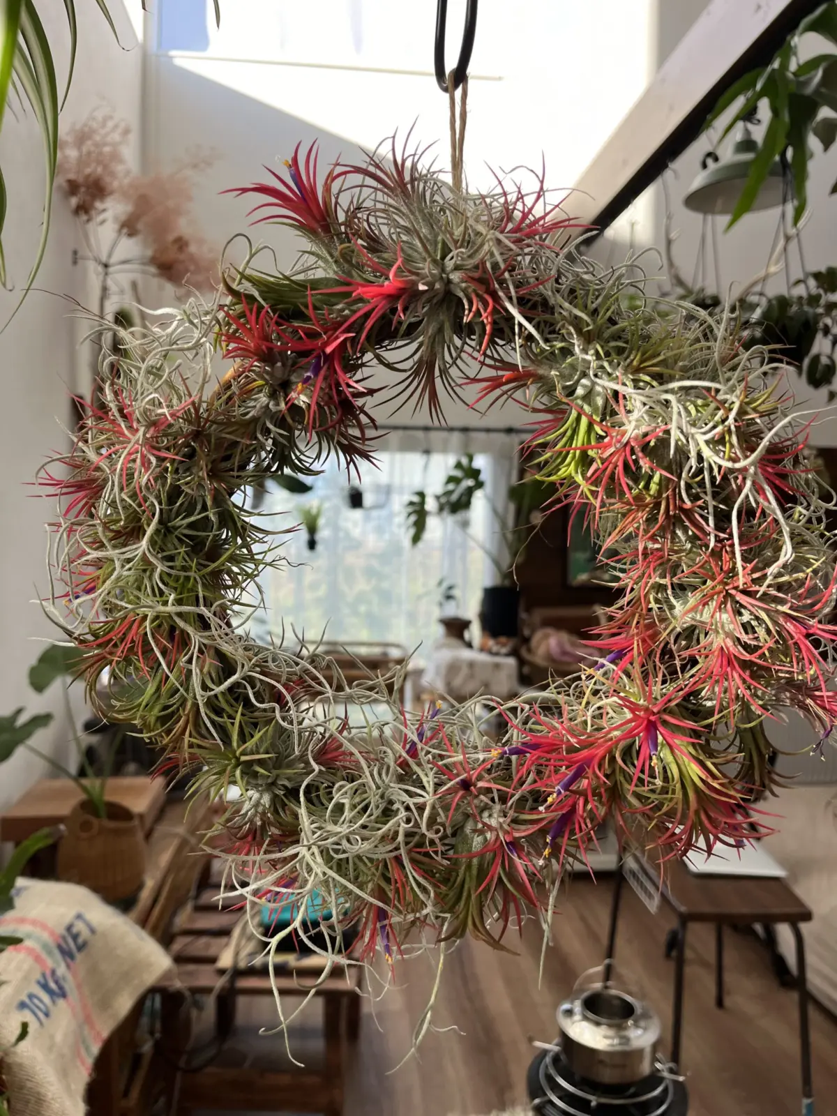 イオンナンタ　フエゴ　ティランジア