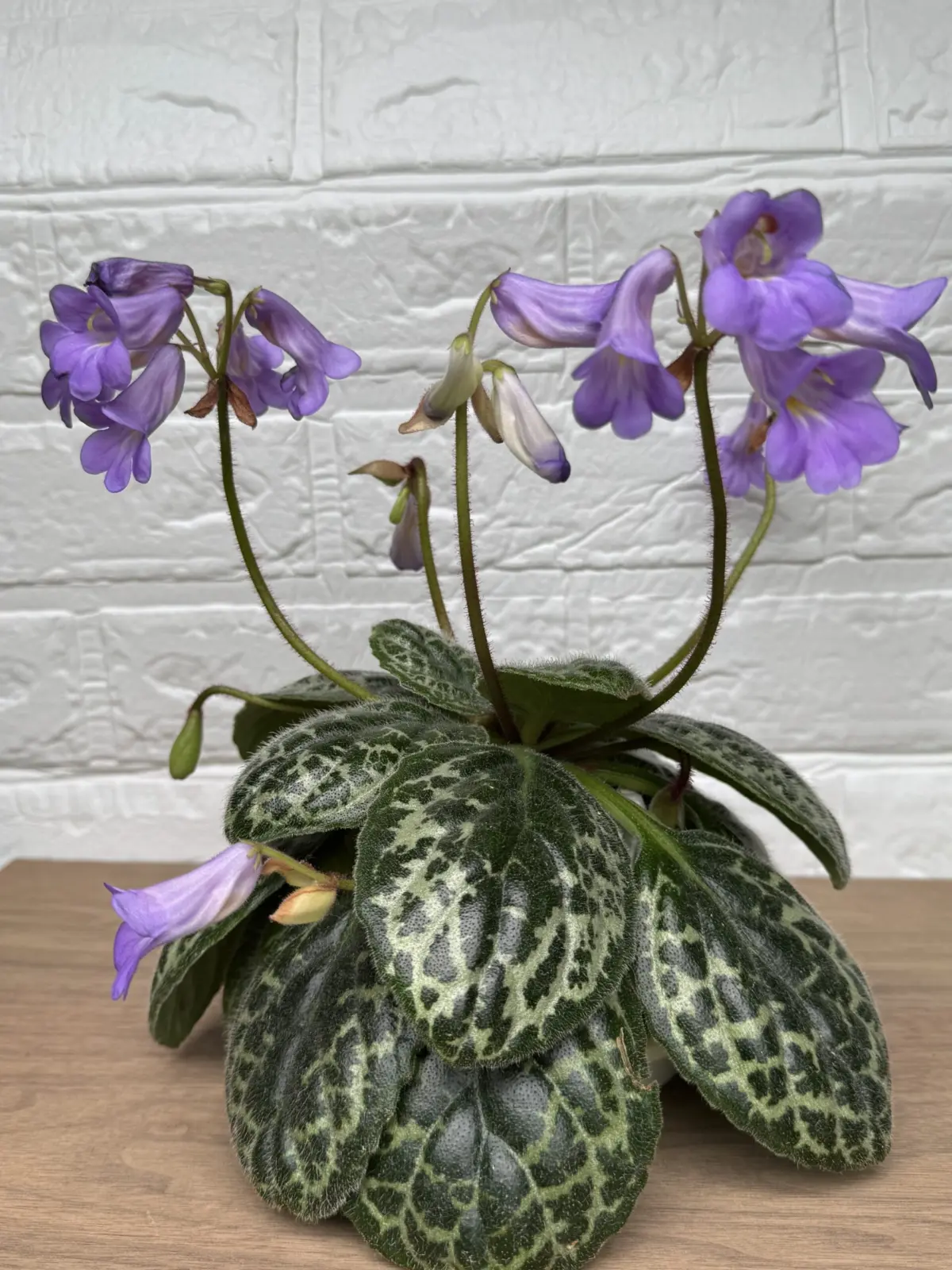 ストレプトカーパス　プリティタートル　花