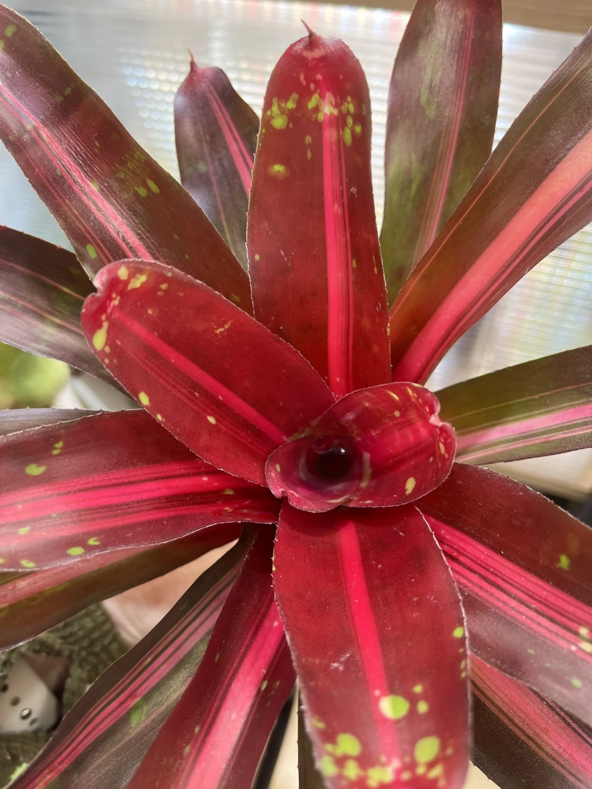 ネオレゲリア　マイカイ