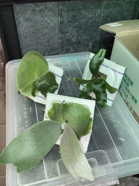ビカクシダ　納豆パック1 その50日後
