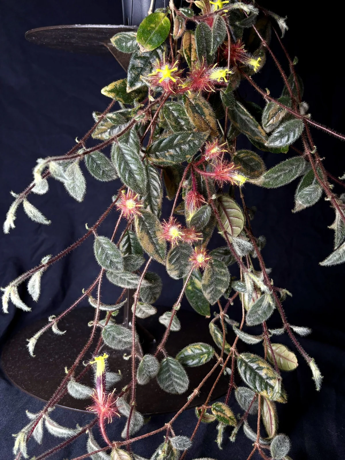 コルムネア　ミノール