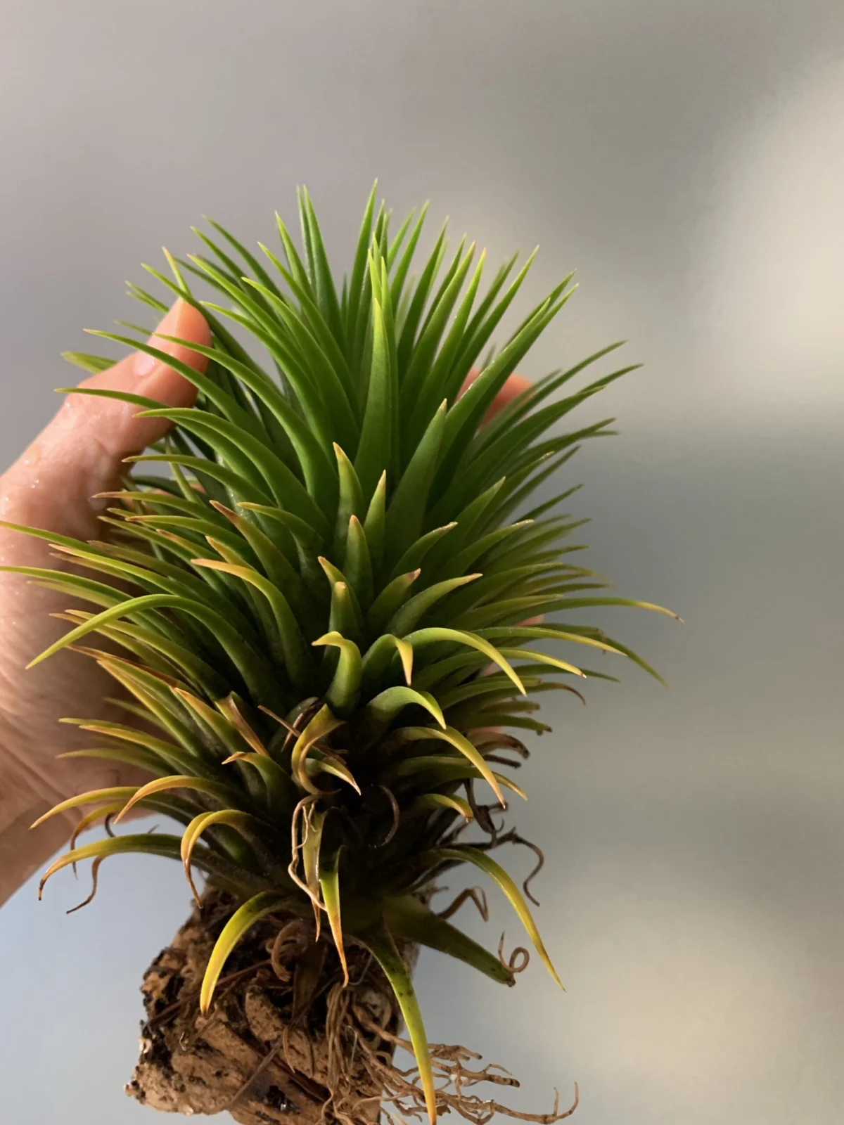 ティランジア　イオナンタ　ルブラ