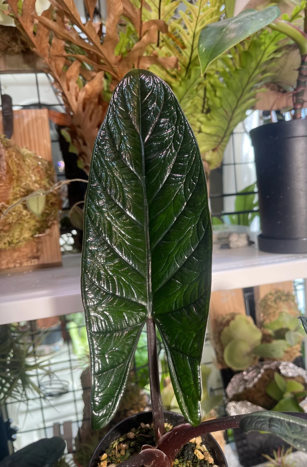 アロカシア　スカルプラム