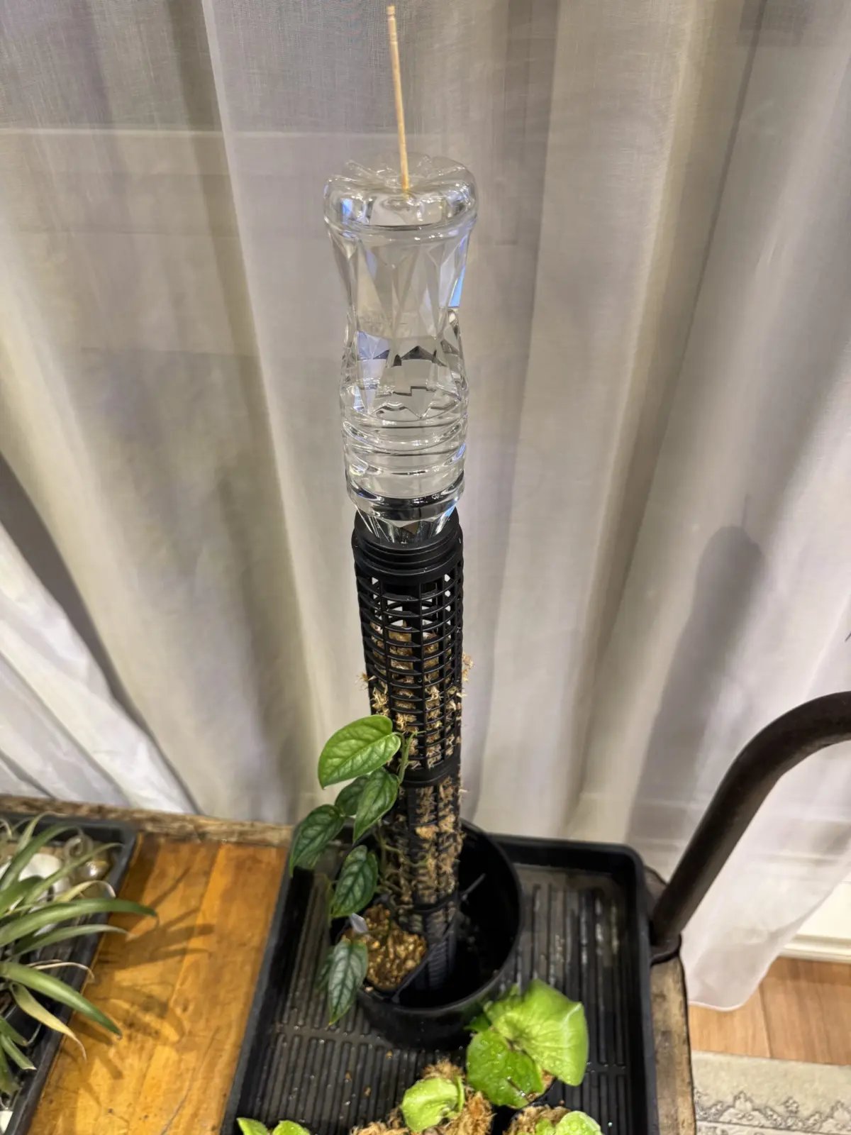 モンステラ　シルテペカナ