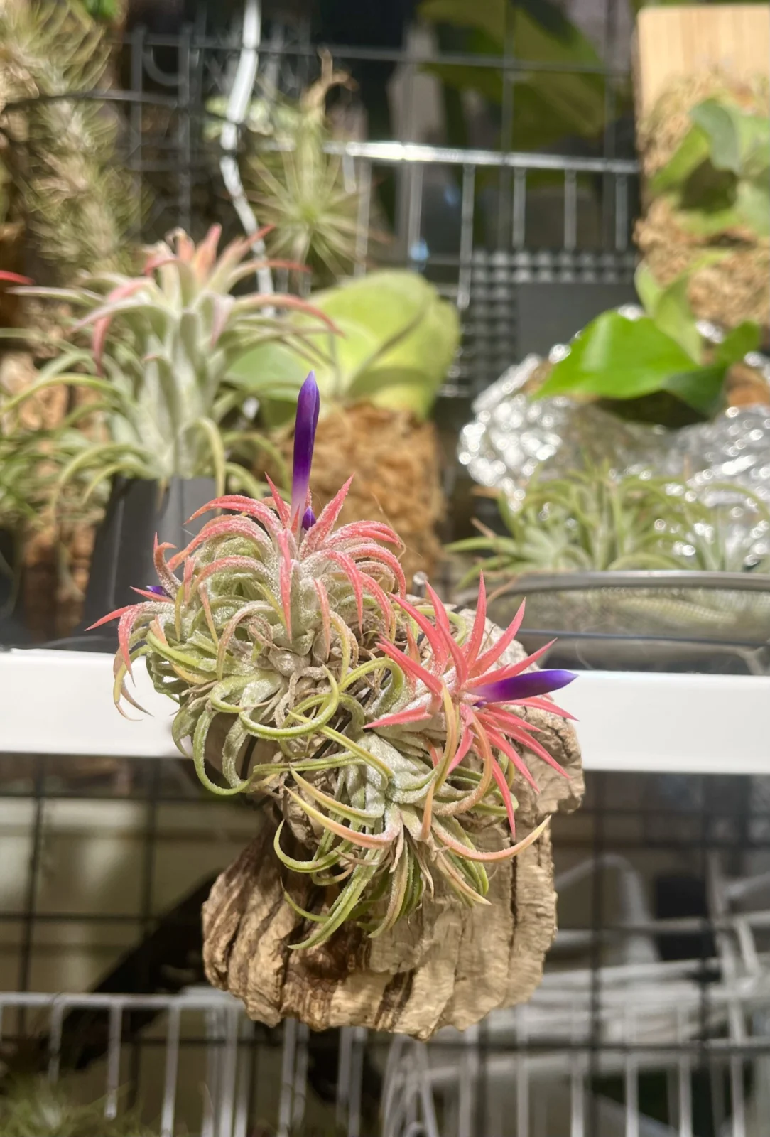 ティランジア　謎