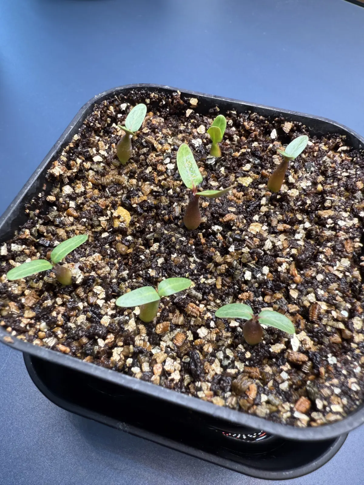 パキポディウム　グラキリス　塊根植物　実生