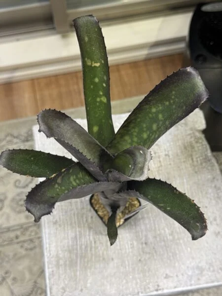 ビルベルギア　スモークスタック　害虫　ハダニ