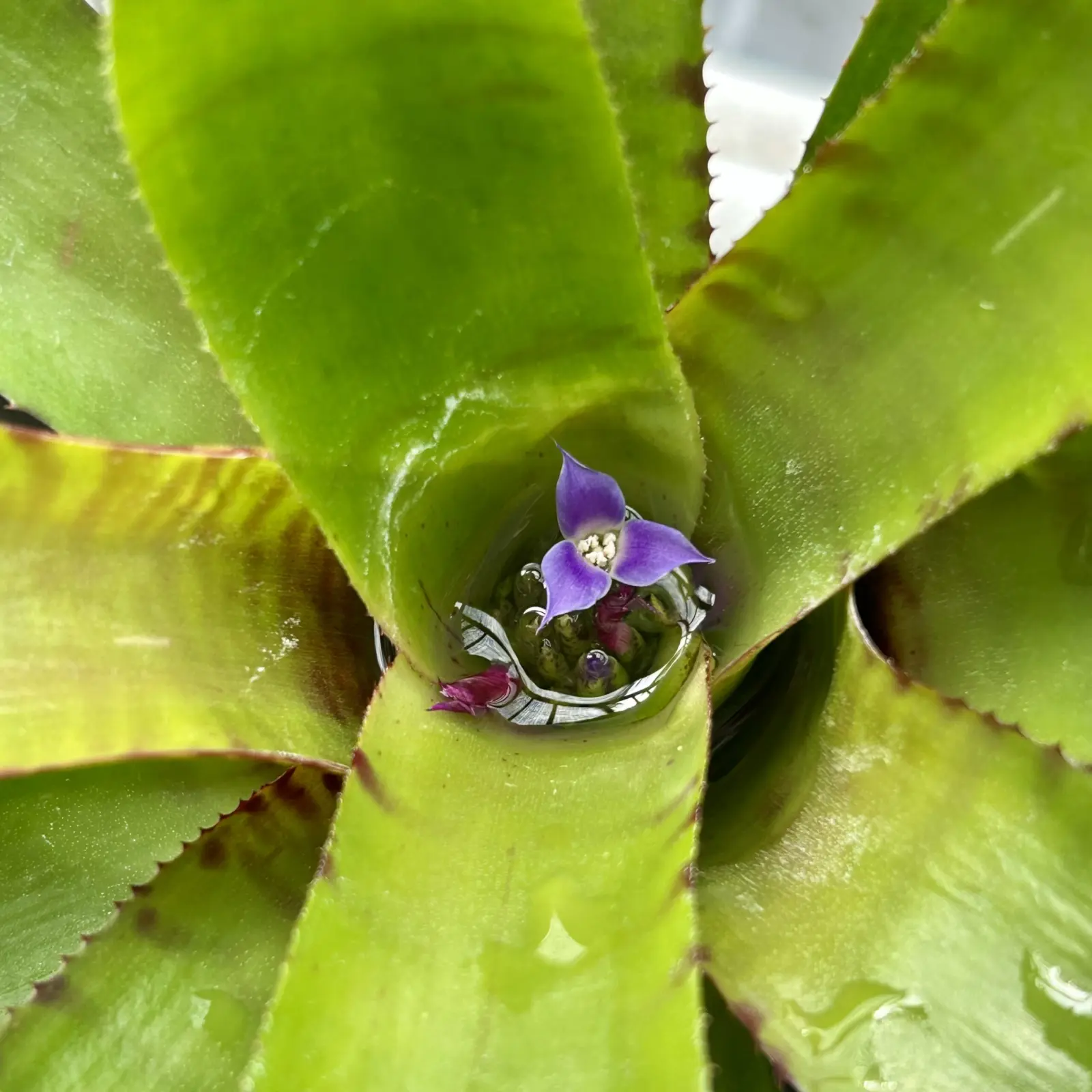 ネオレゲリア プンクターテ×バイラドラ #2 花