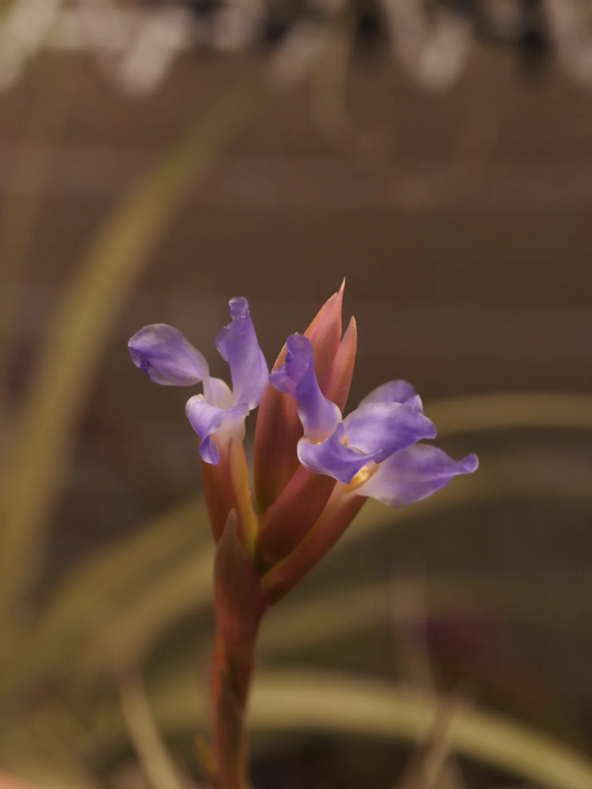 ティランジア　ベルゲリ　開花