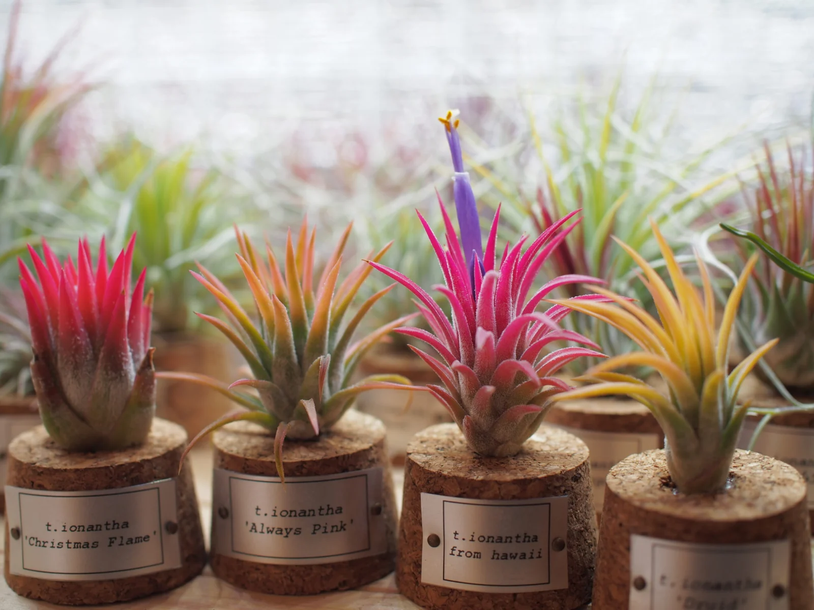 ティランジア　イオナンタ