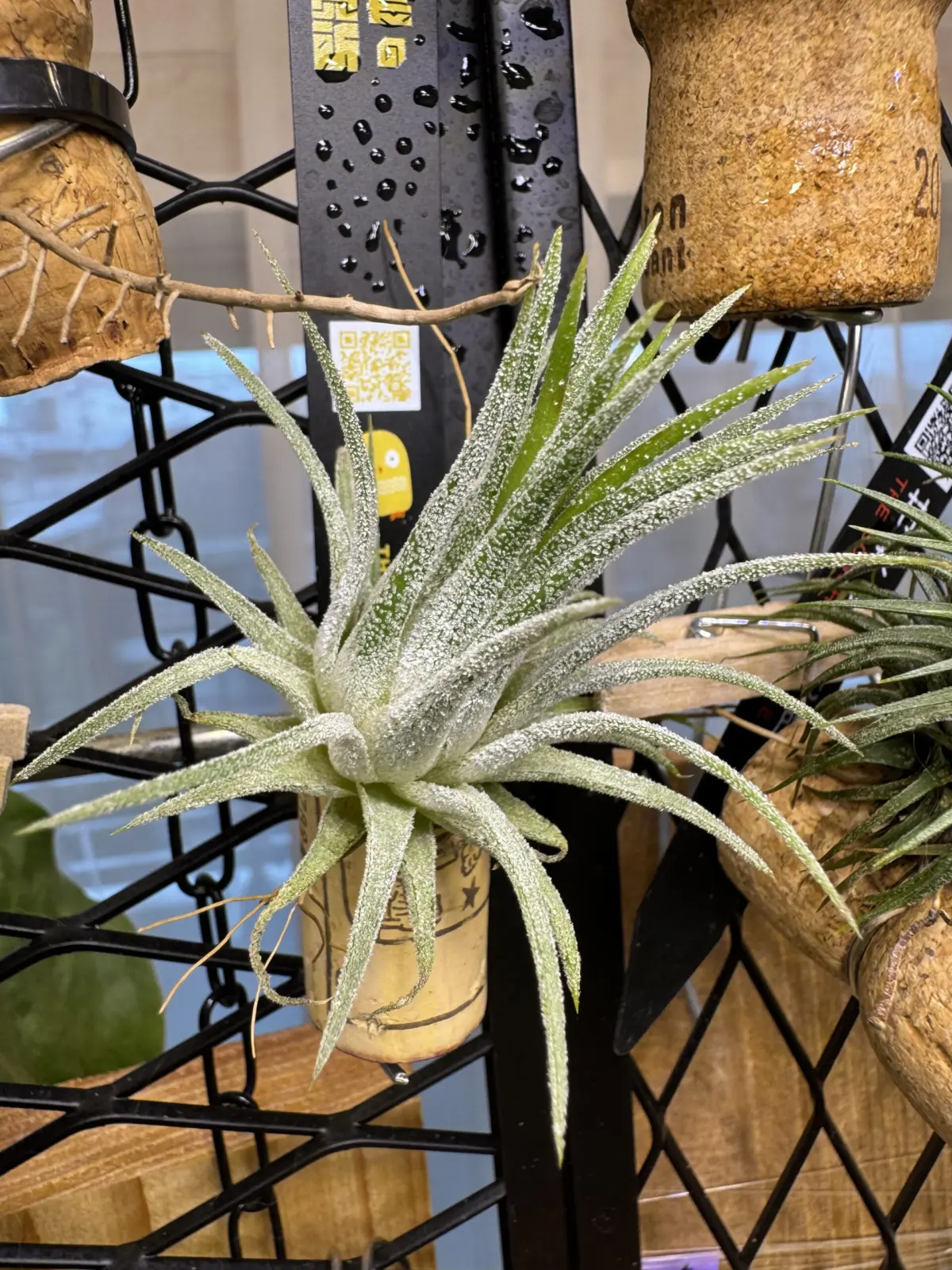 ティランジア　イオナンタ　フエゴ　白雪姫