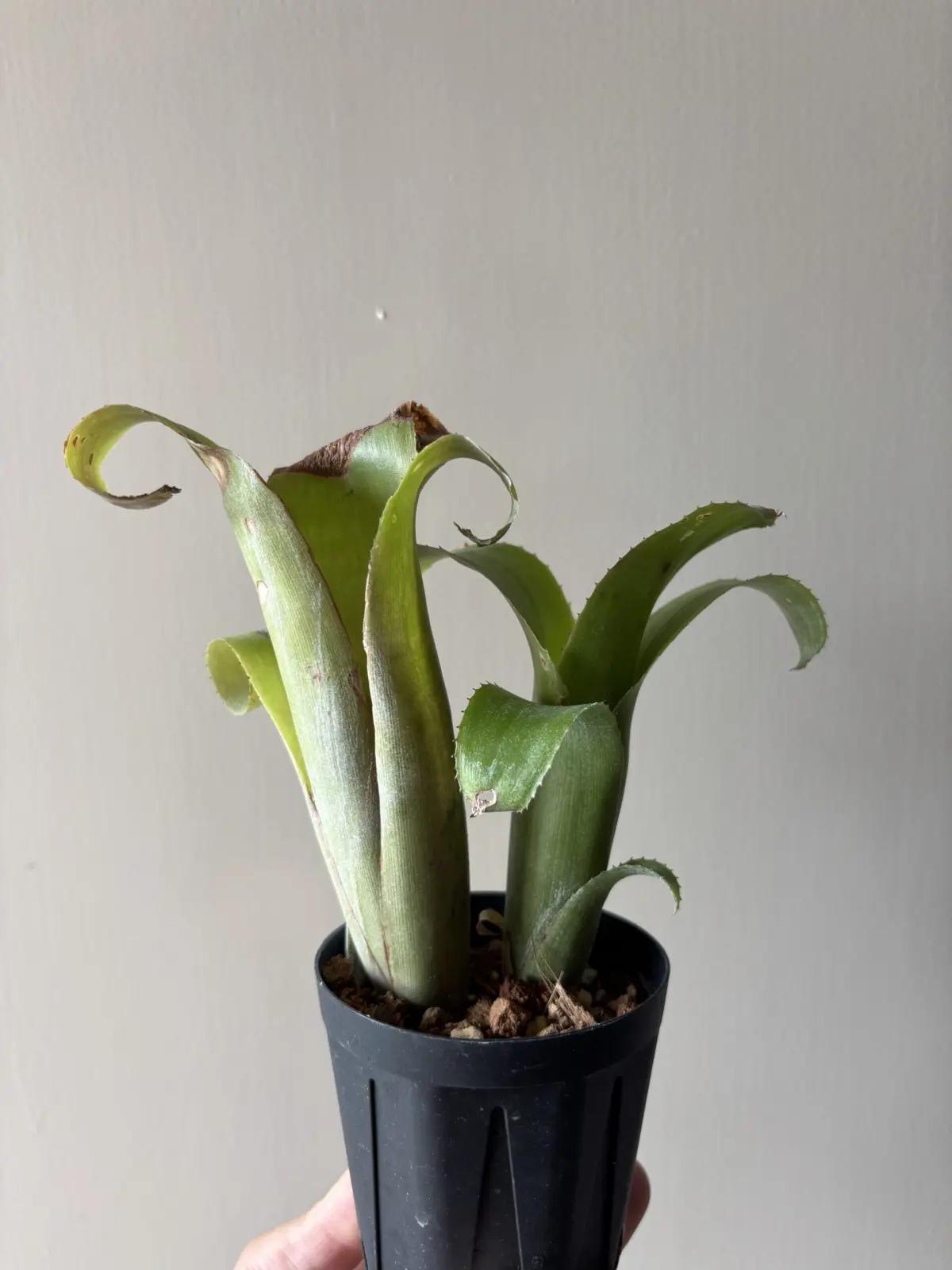 ビルベルギア　テキーラサンセット