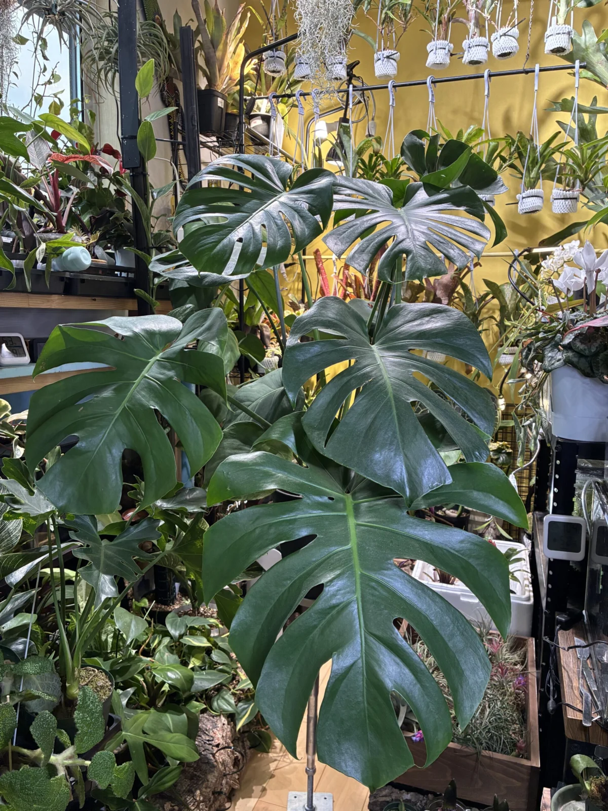 モンステラ　デリシオーサ