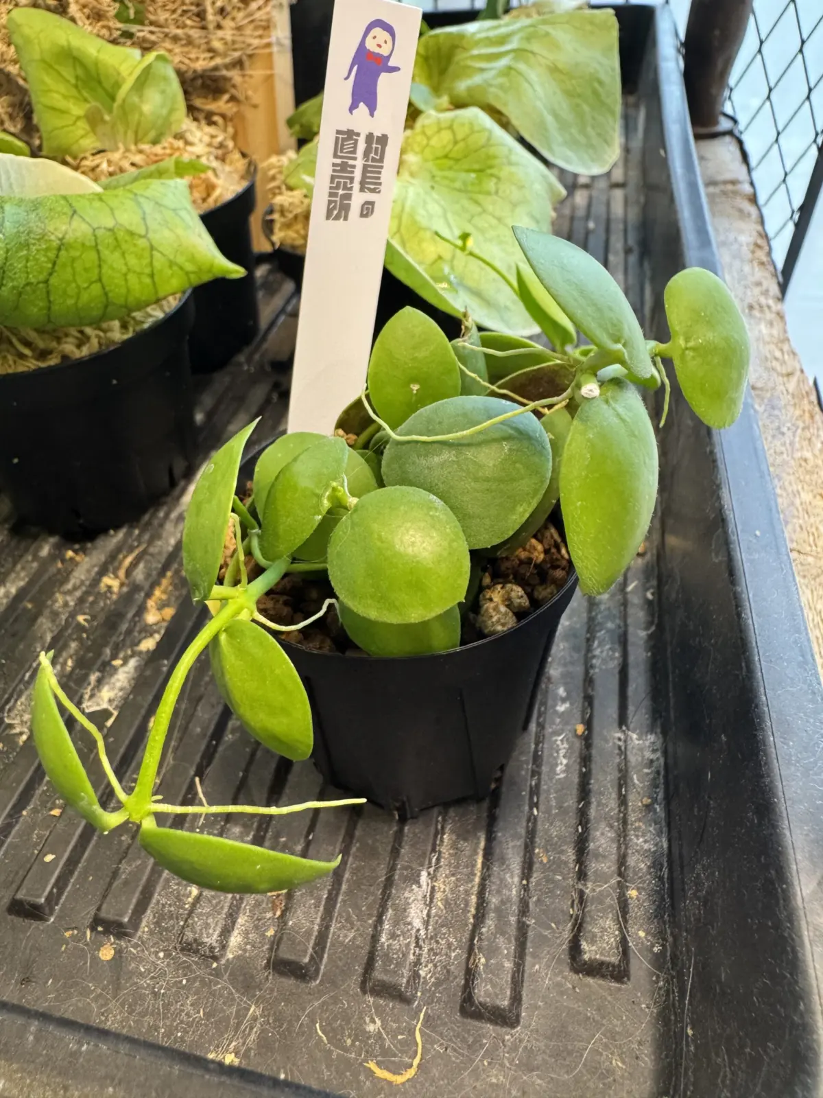 ディスキディア　プラティフィラ