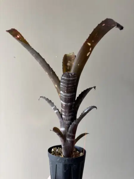ビルベルギア　コーランアポカリプティック×コーランクランチ
