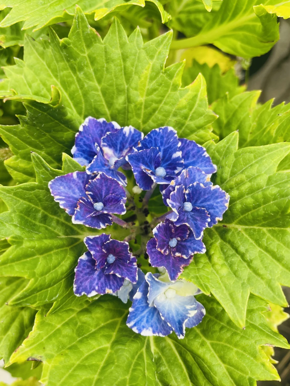 アジサイ　スターリットスカイ　花