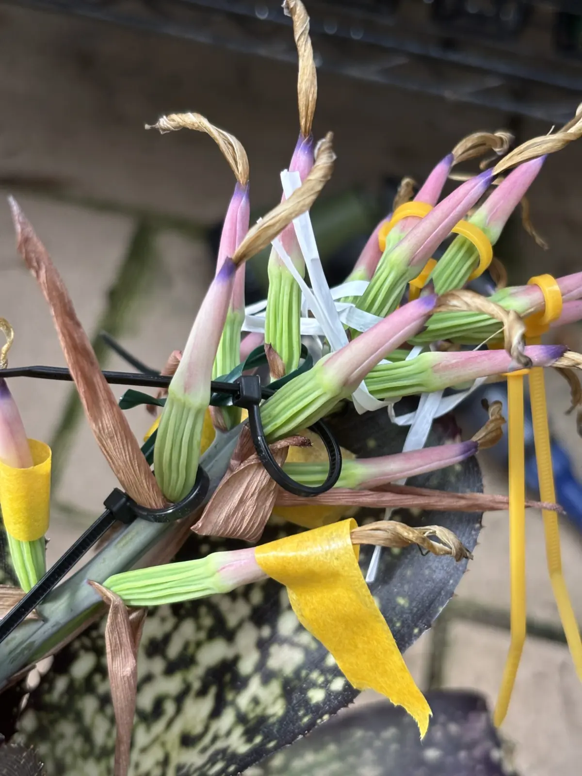 ビルベルギア　ハレルヤ×アラカイ　人工授粉　2週間後