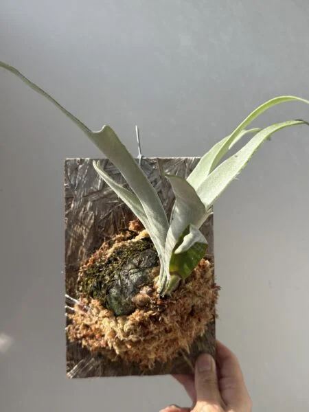 ビカクシダ ベイチー