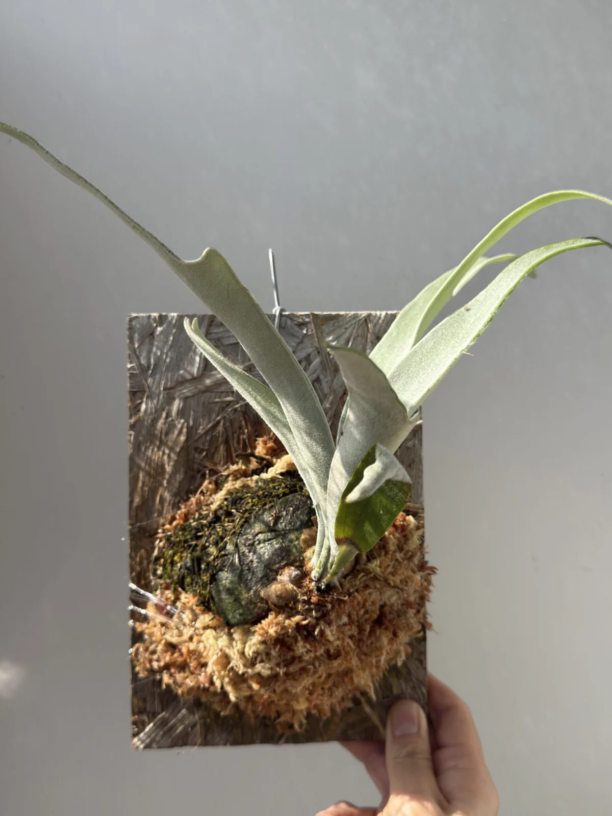 ビカクシダ ベイチー