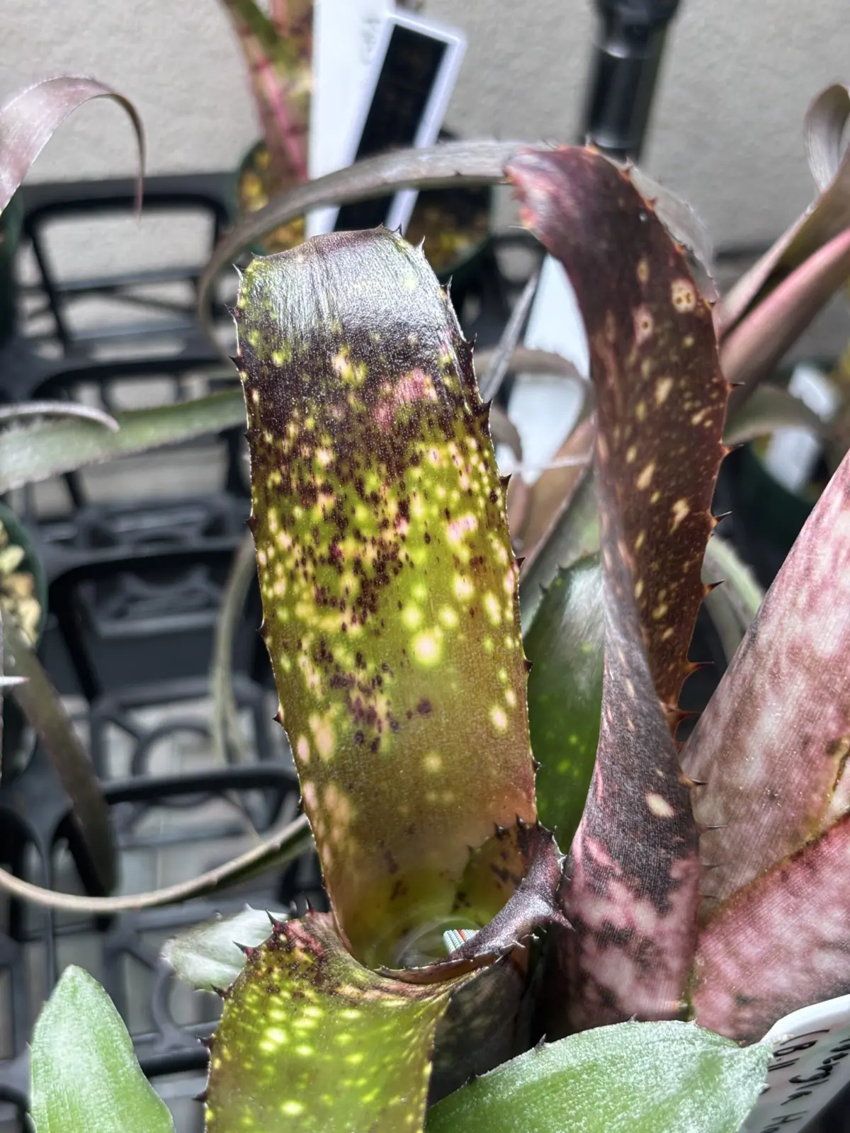 ビルベルギア　ハナホウ　光強すぎによるストレス症状