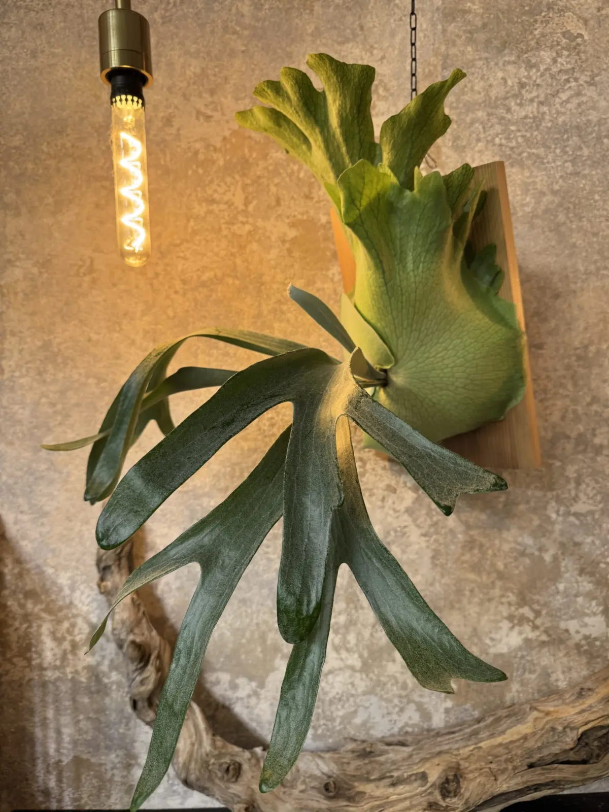 ビカクシダ　バンナ