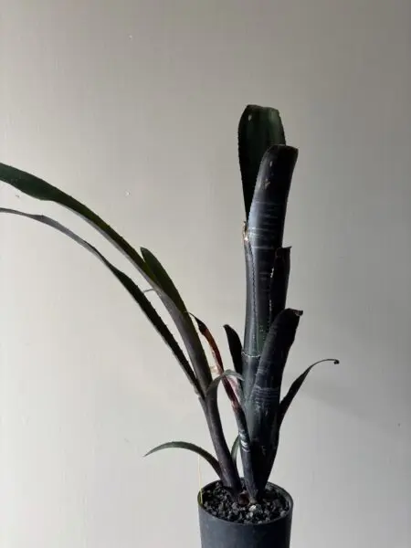 ビルベルギア ダースベイダー