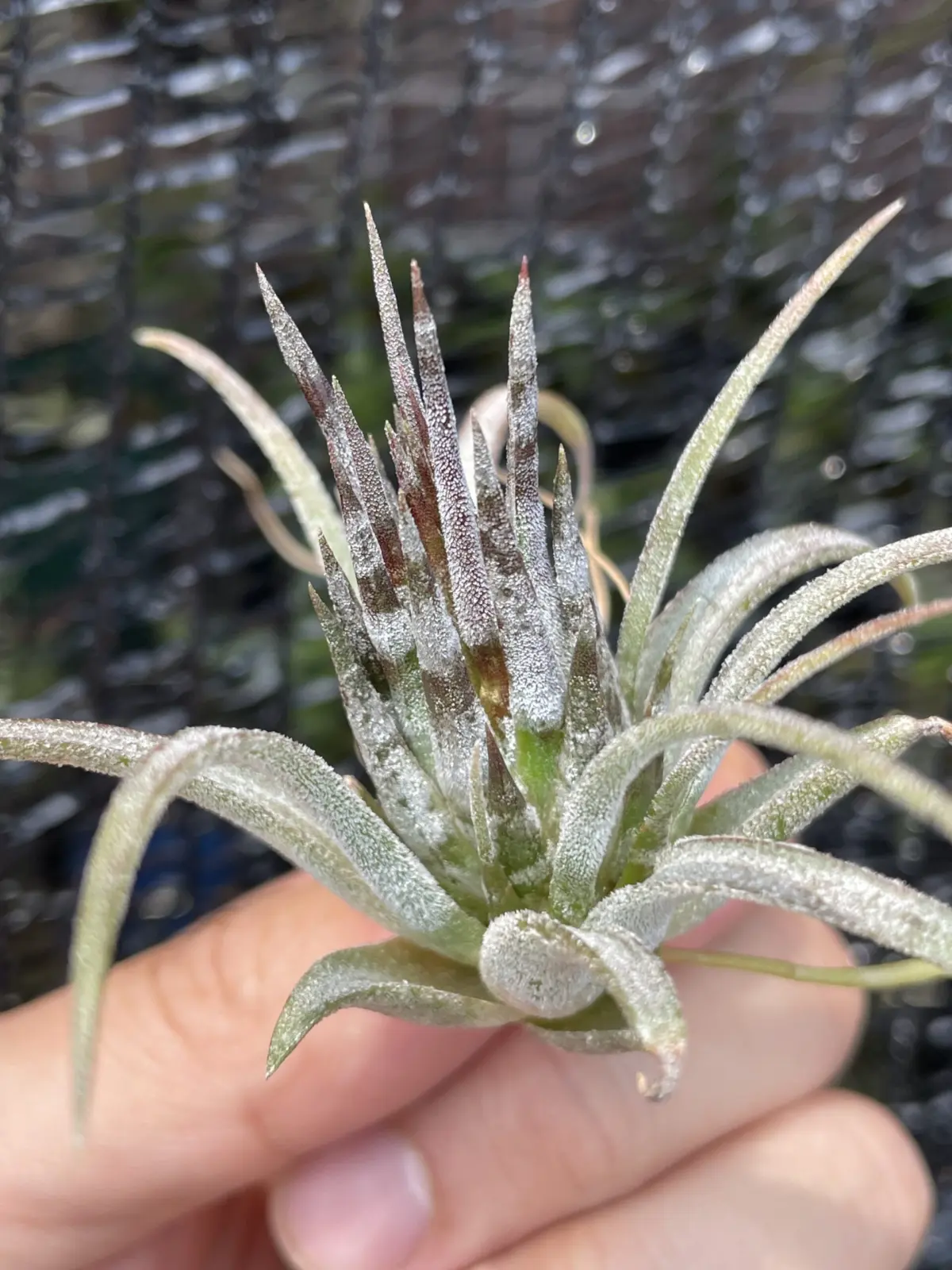 ティランジア　イオナンタ