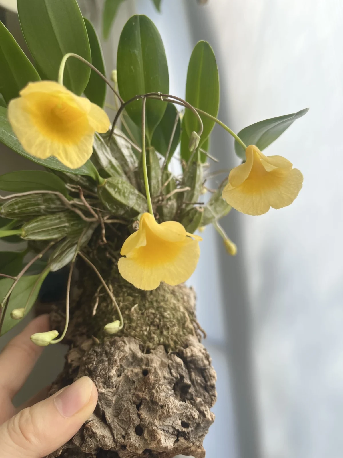 デンドロビウム　ウェンツェン　花