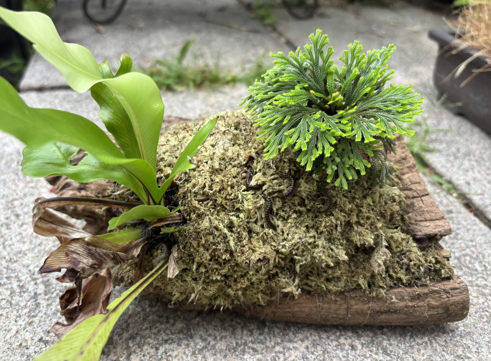 アスプレニウム 岩ひば 榮獅子 (さかえじし) ヤスデ