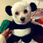 Chloeのアバター