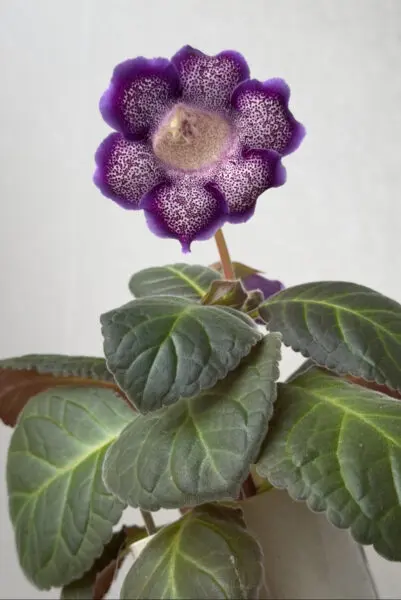 シンニンギア スペシオーサ ダースベイダー 塊根植物 開花 花