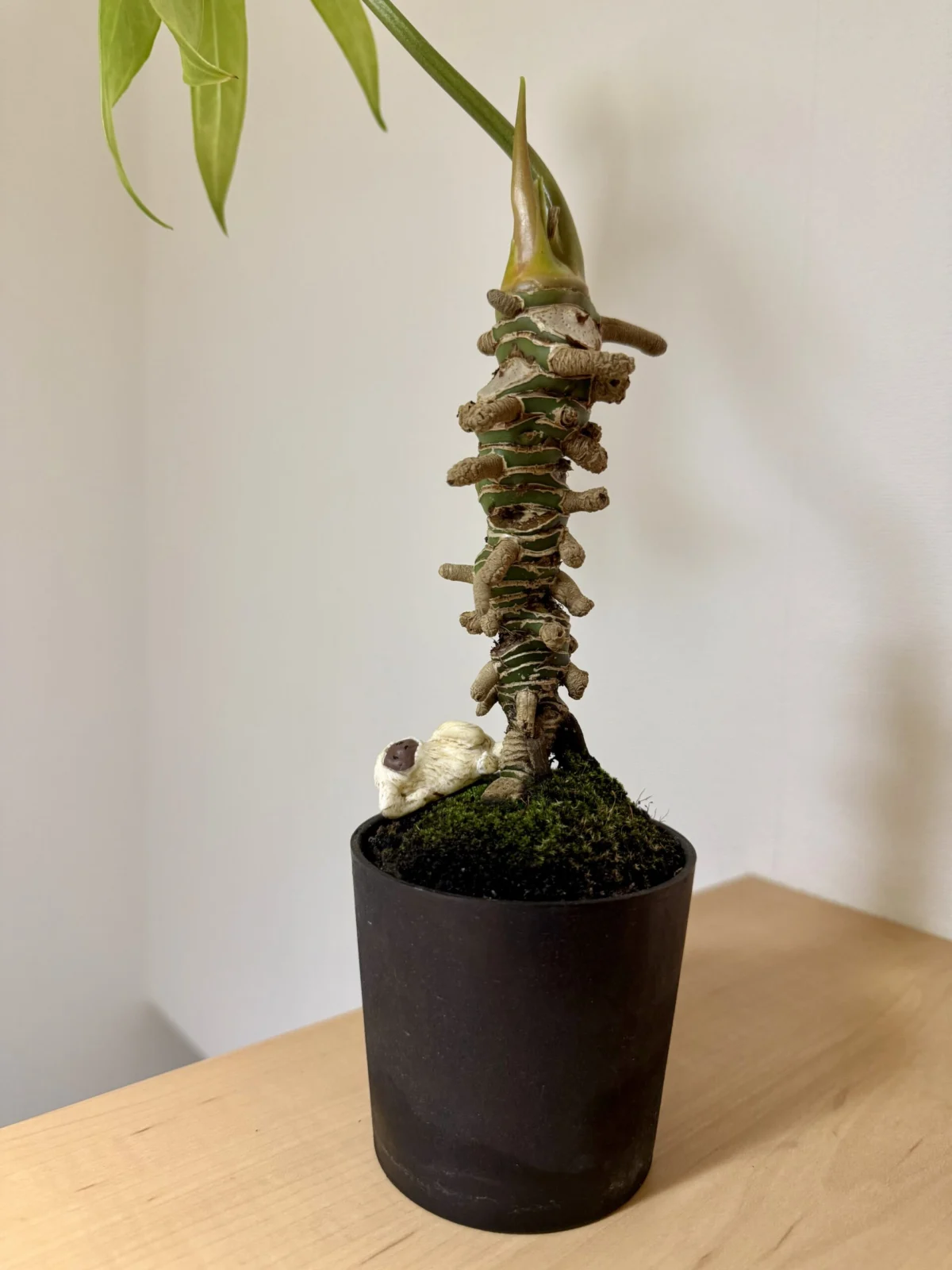 アンスリウム　ペダトラジアツム