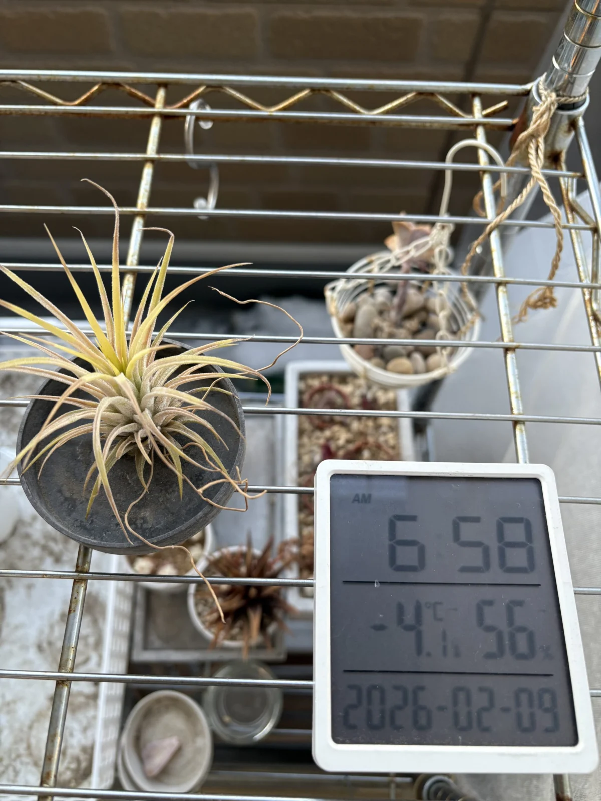 ティランジア　イオナンタ　耐寒試験　100均