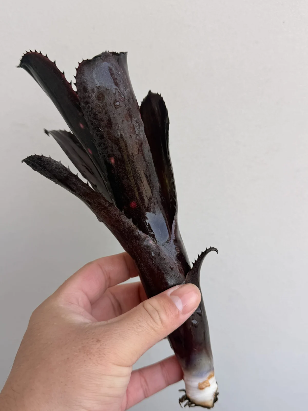 ビルベルギア ダークプリンス