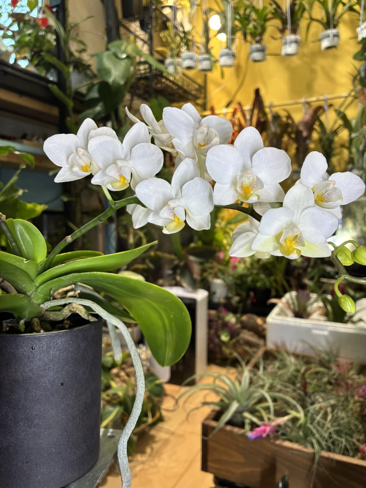 ナザレ　胡蝶蘭