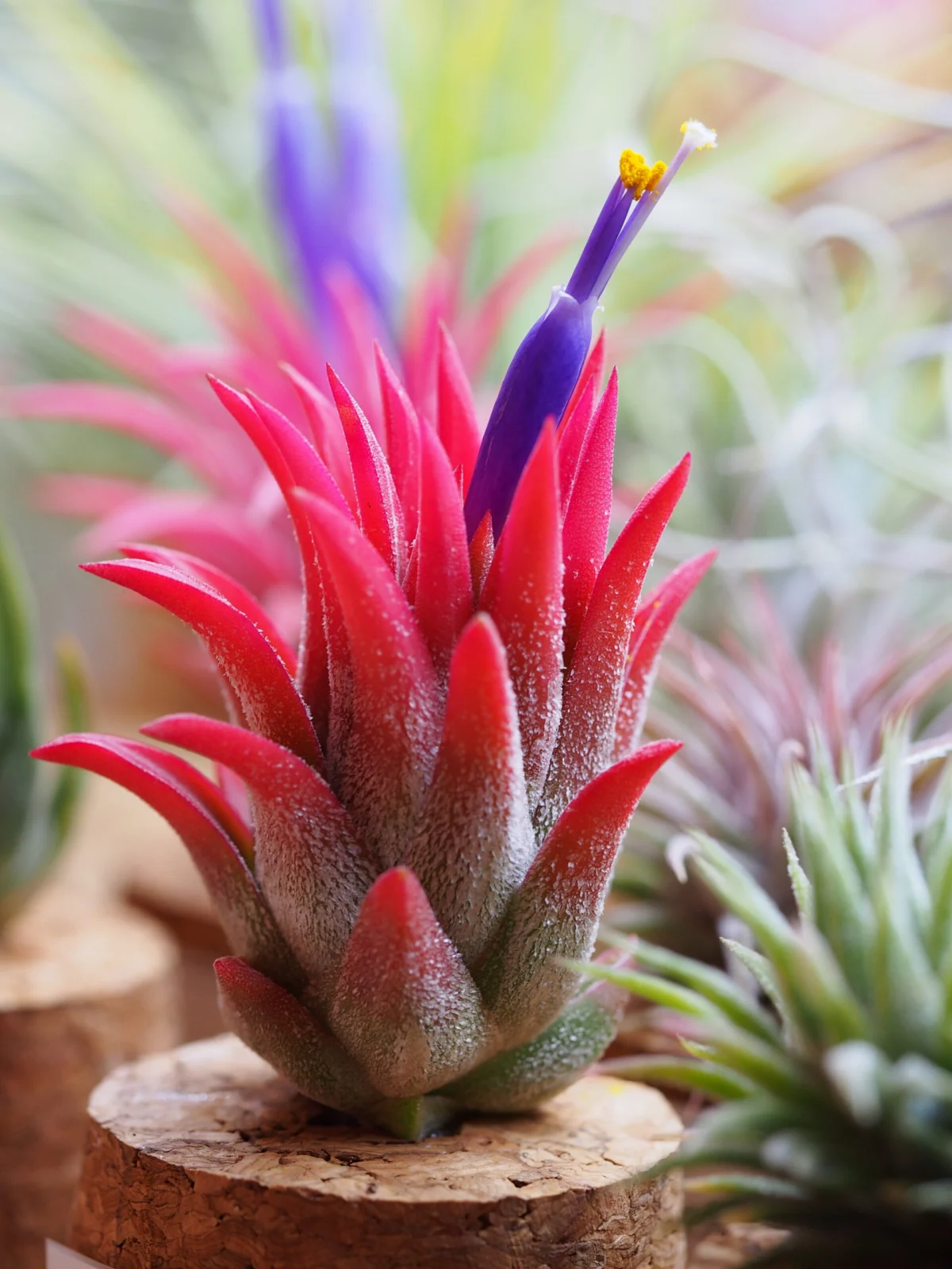 ティランジア　イオナンタ　アイシーエルフ　開花