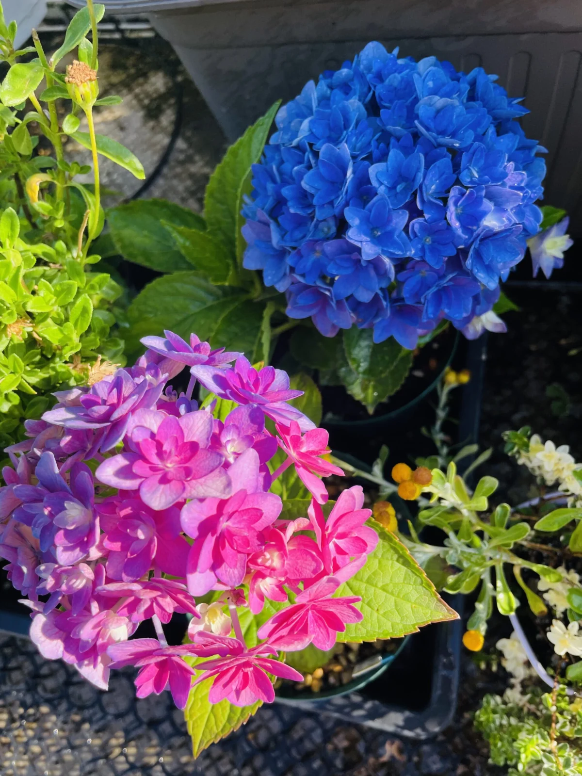 アジサイ　ホシアツメ　色違い　花