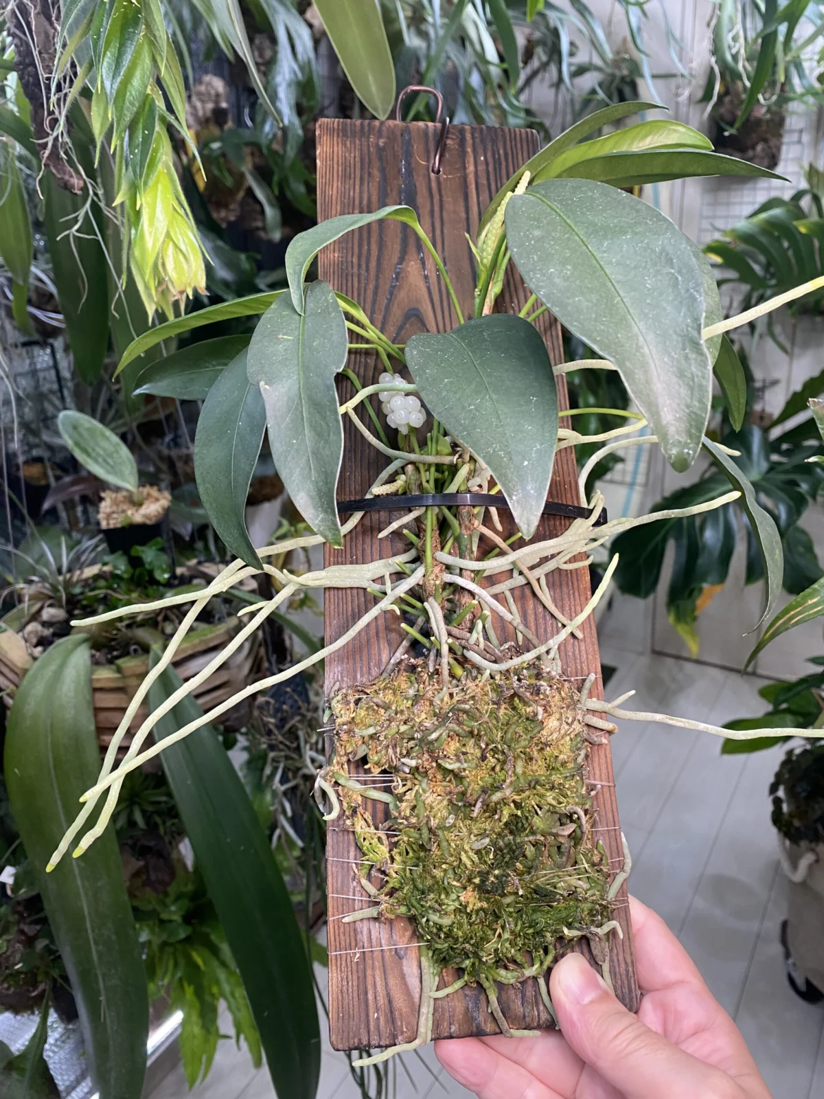 アンスリウム　スカンデンス　ビオラセウム