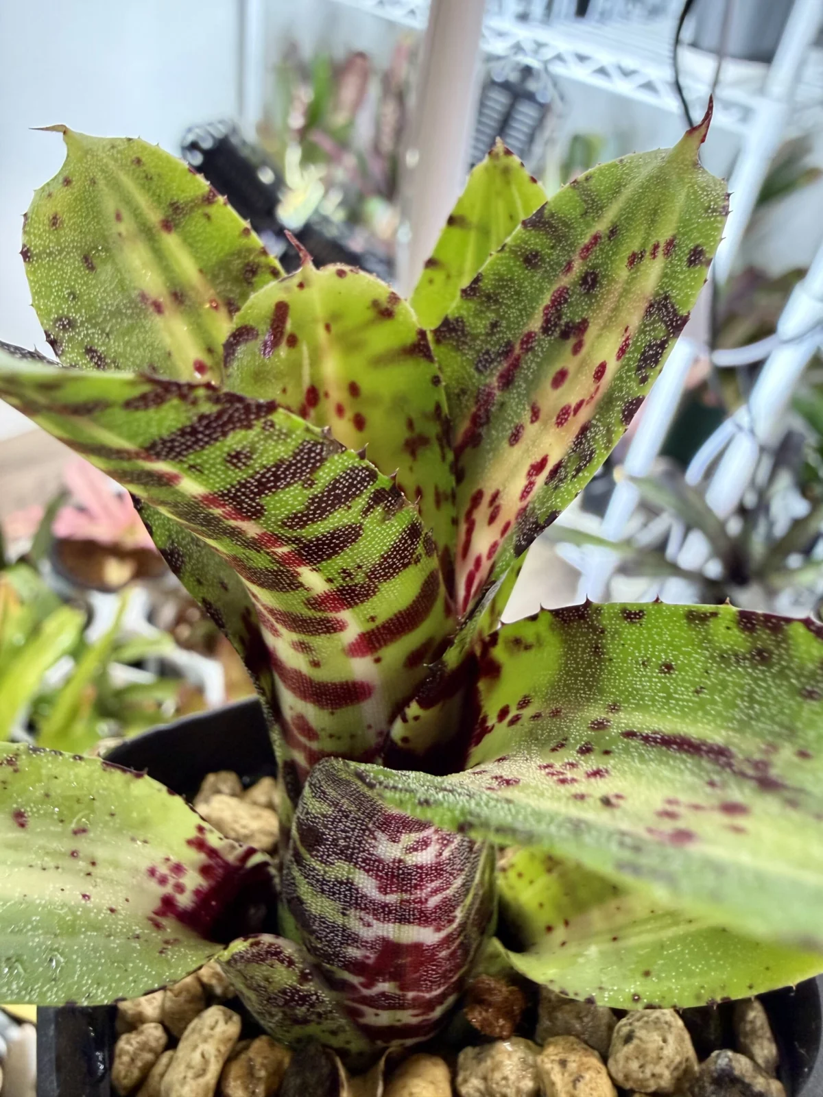 ネオレゲリア　グレムリン