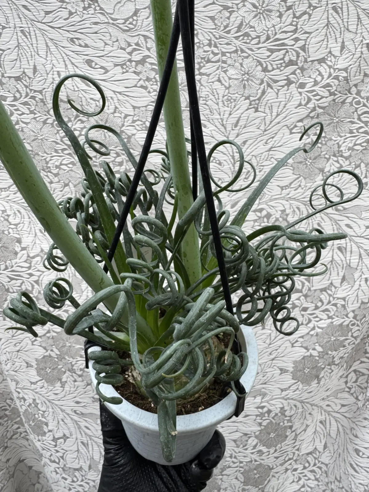 アルブカ　スピラリス　フリズルシズル　花茎付き　多肉植物