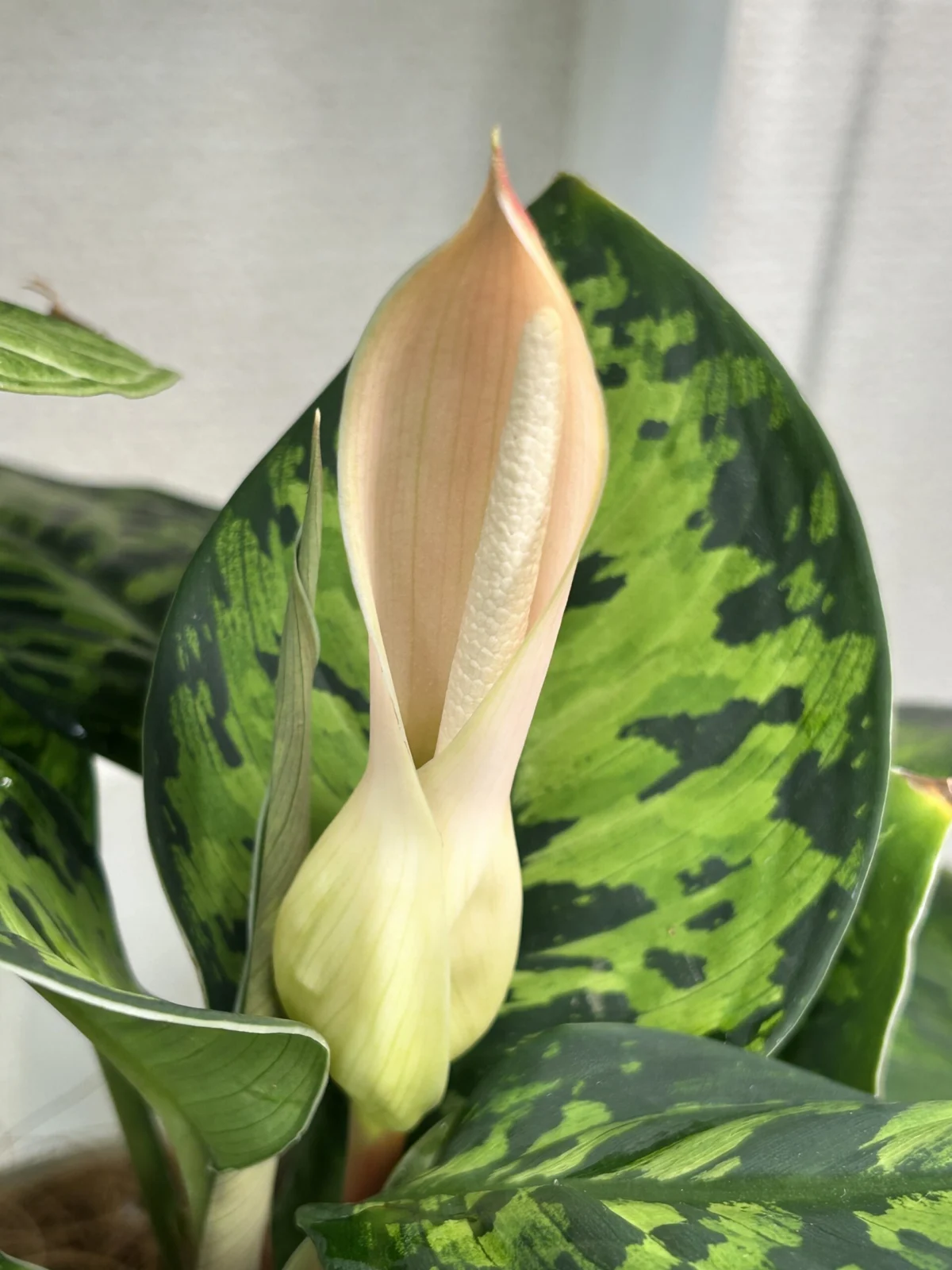 ホマロメナ　カモフラージュ　花