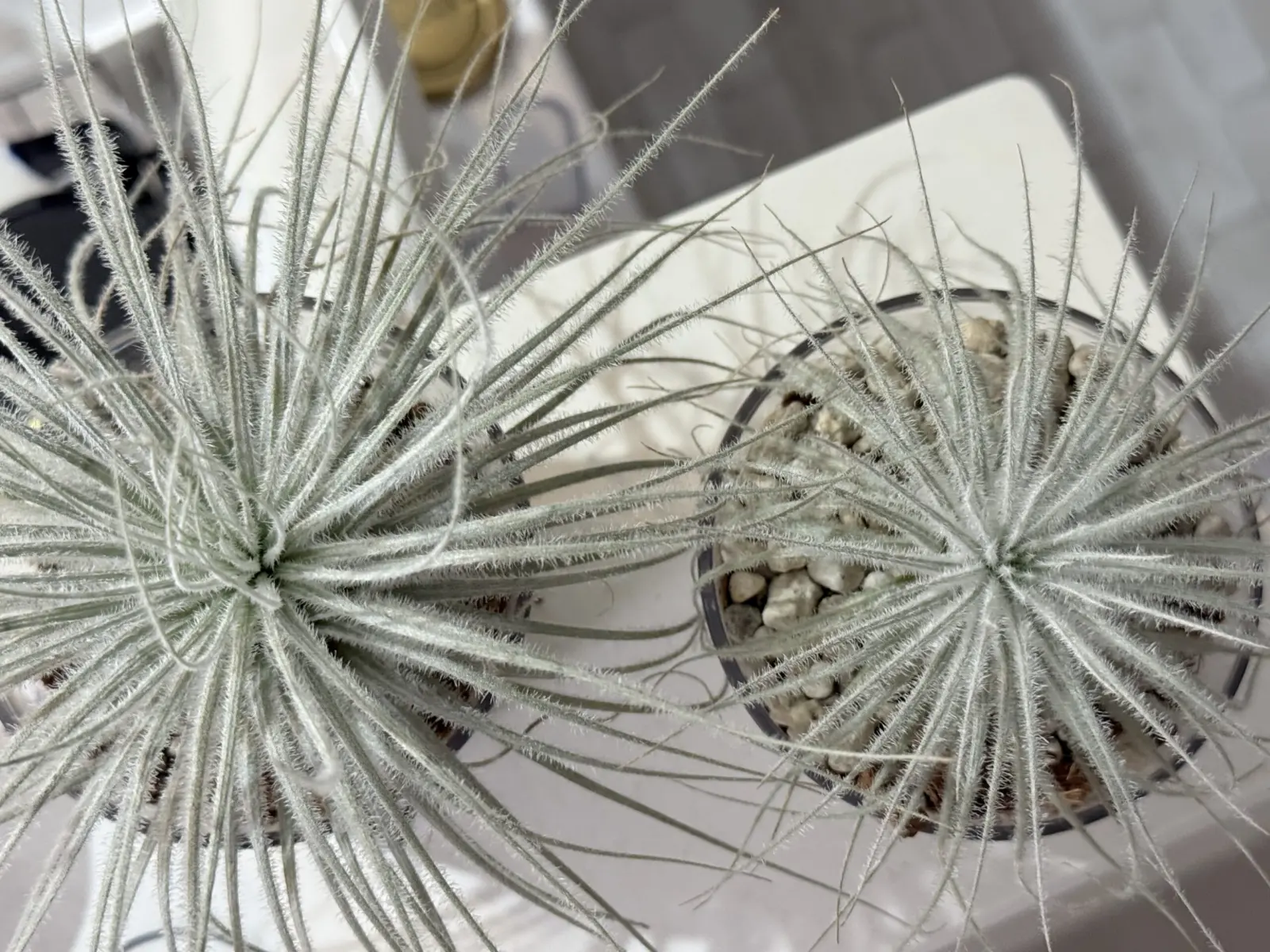 ティランジア　テクトラム