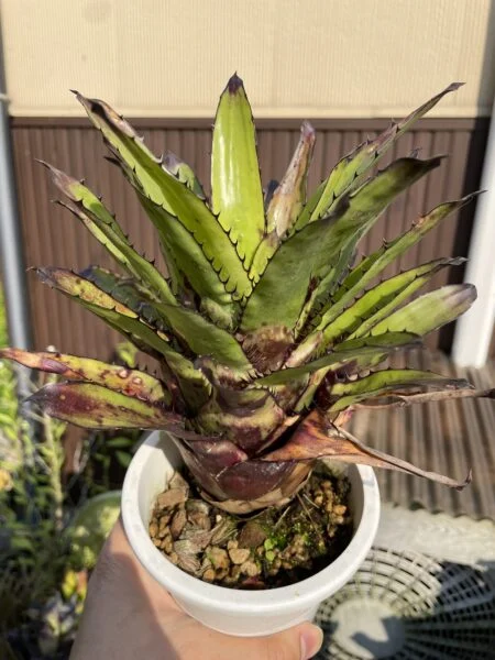 カニストラム　トリアングラレ