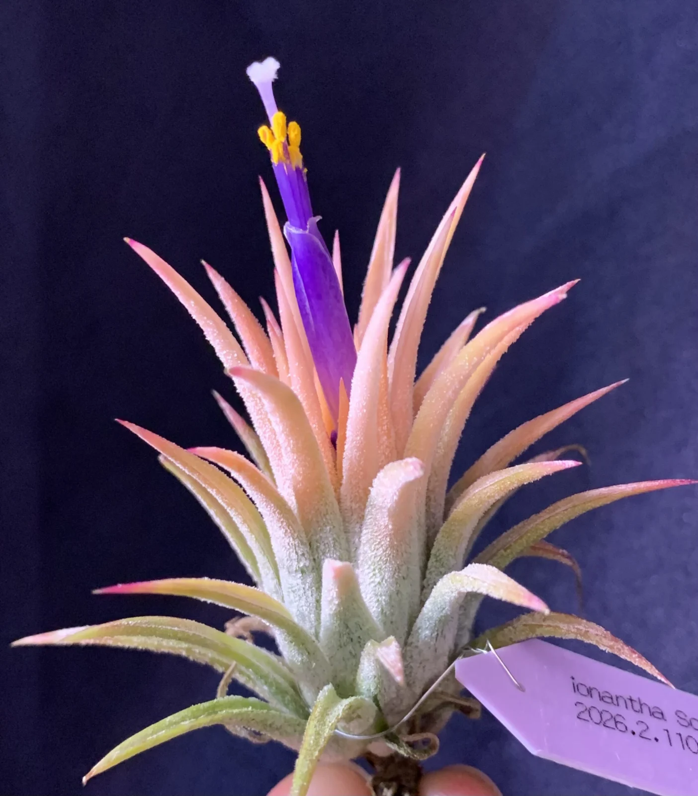 ティランジア　イオナンタ　ソル