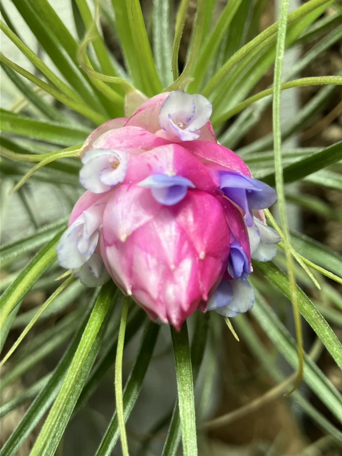 ティランジア　マナ