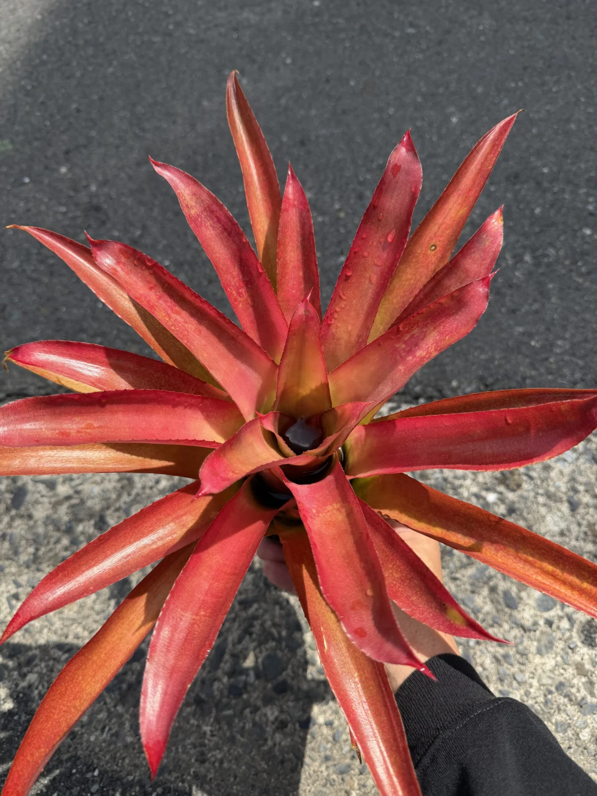 ネオメア　ストロベリー